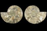 Agatized, Cut & Polished Ammonite Fossil - Madagasar #184287-1